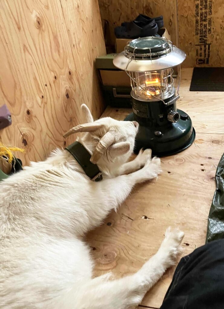 小屋の中ではヤギもくつろいでいます。