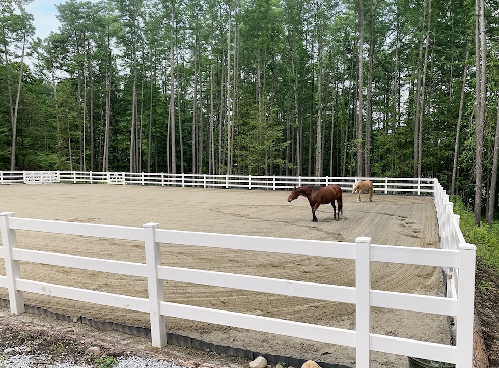 2頭の馬が馬場の中で散歩をしています。